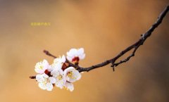 在這春暖花開的季節(jié)，歡迎你們加入知道網(wǎng)絡(luò)