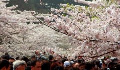 你見過空無一人的中山公園櫻花大道嗎？美！